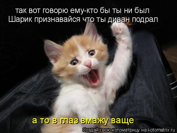 Котоматрица: так вот говорю ему-кто бы ты ни был Шарик признавайся что ты диван подрал а то в глаз вмажу ваще