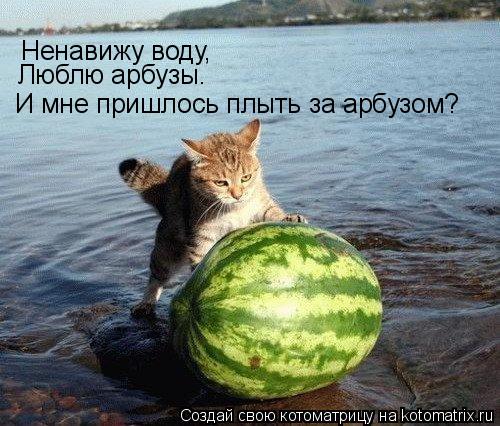 Ненавижу воду, Люблю арбузы. И мне пришлось плыть за арбузом?... Котоматрица: Ненавижу воду, Люблю арбузы. И мне пришлось плыть за арбузом?
