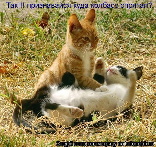 Котоматрица: Так!!! признавайся куда колбасу спрятал?
