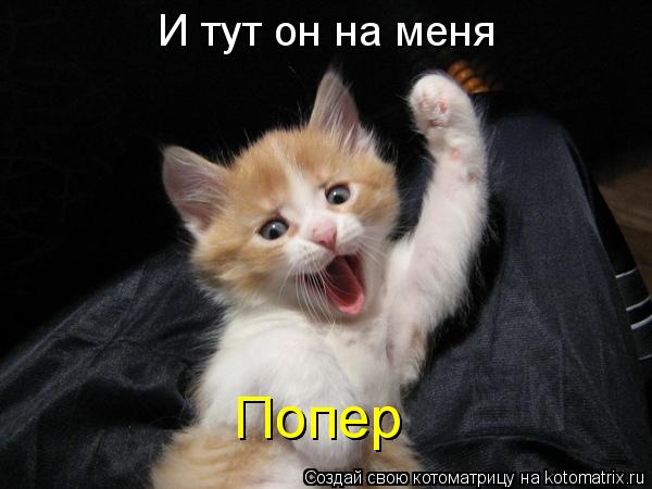 Котоматрица: И тут он на меня  Попер Попер