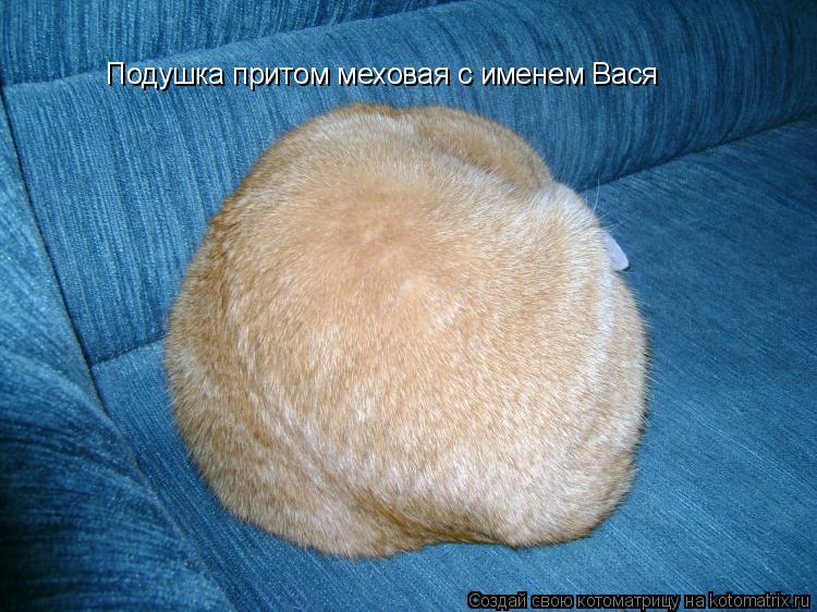 Котоматрица: Подушка притом меховая с именем Вася