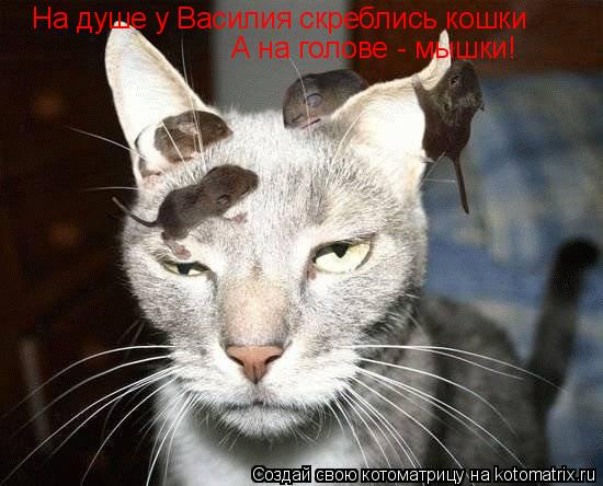 Котоматрица: На душе у Василия скреблись кошки А на голове - мышки!