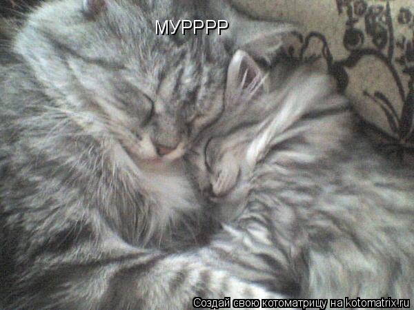 Котоматрица: МУРРРР