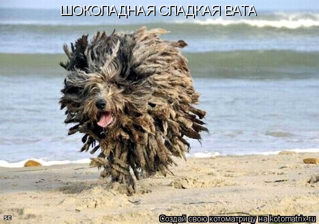 Котоматрица: ШОКОЛАДНАЯ СЛАДКАЯ ВАТА