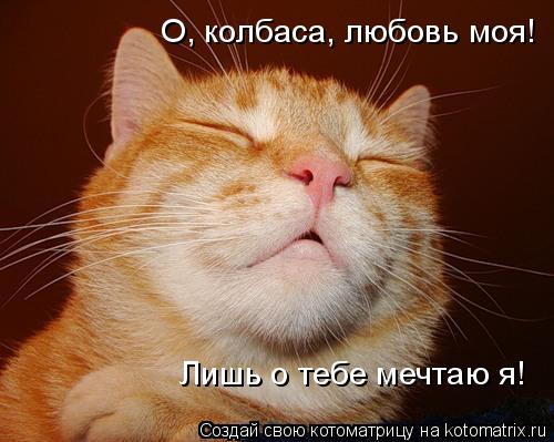 Котоматрица: О, колбаса, любовь моя! Лишь о тебе мечтаю я!