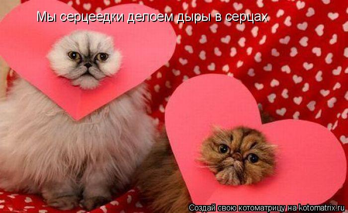 Котоматрица: Мы серцеедки делоем дыры в серцах