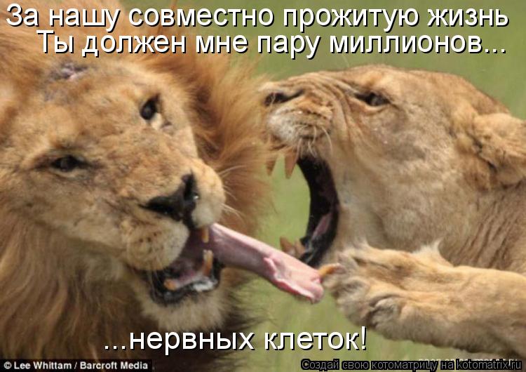 Котоматрица: За нашу совместно прожитую жизнь Ты должен мне пару миллионов...  ...нервных клеток!