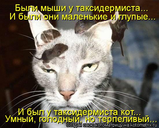 Котоматрица: Были мыши у таксидермиста...  И были они маленькие и глупые... И был у таксидермиста кот... Умный, голодный, но терпеливый...