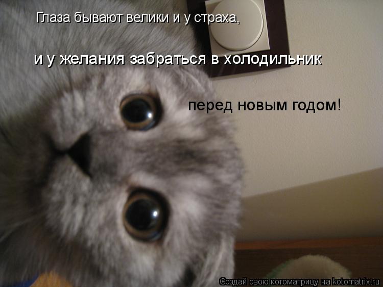Котоматрица: Глаза бывают велики и у страха, и у желания забраться в холодильник перед новым годом!