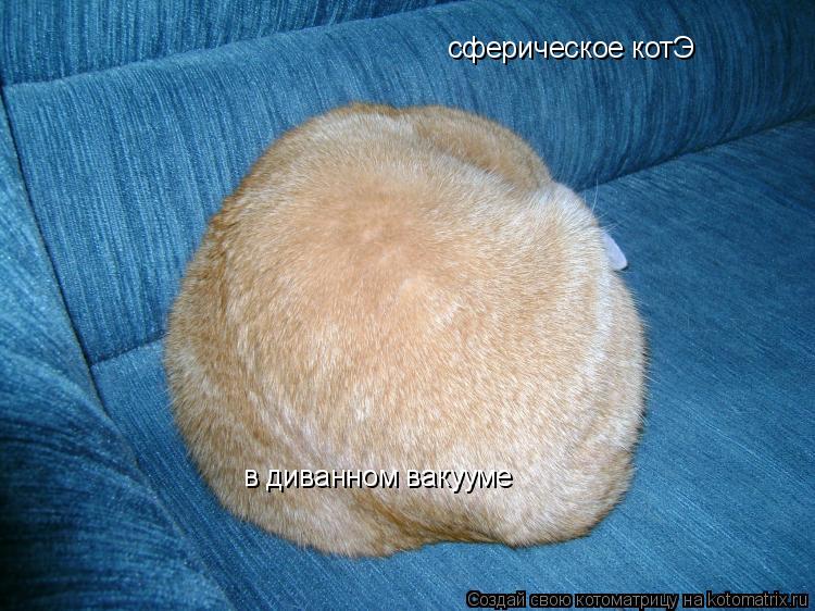 Котоматрица: сферическое котЭ в диванном вакууме