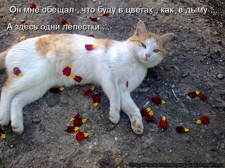 Котоматрица: Он мне обещал , что буду в цветах , как  в дыму ... А здесь одни лепестки ...