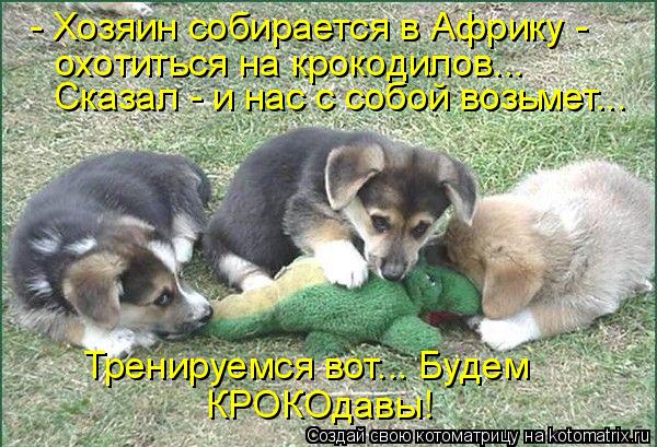 Котоматрица: - Хозяин собирается в Африку -  охотиться на крокодилов... Сказал - и нас с собой возьмет... Тренируемся вот... Будем  КРОКОдавы!