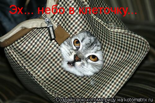 Котоматрица: Эх... небо в клеточку...