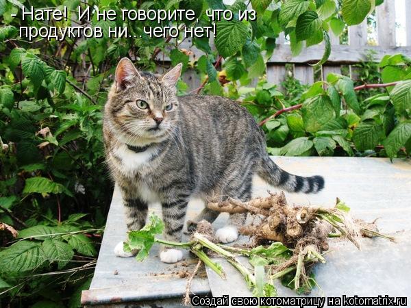 Котоматрица: - Нате!  И не говорите, что из продуктов ни...чего нет!