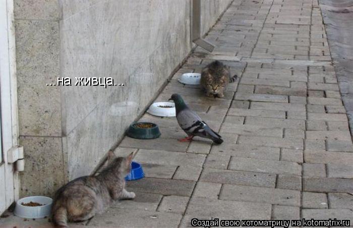Котоматрица: ...на живца...