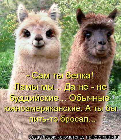 Ламы мы... Да не - не буддийские... Обычные южноамериканские. А ты бы пить-то бросал... - Сам ты бе... Котоматрица: Ламы мы... Да не - не буддийские... Обычные южноамериканские. А ты бы пить-то бросал... - Сам ты белка!
