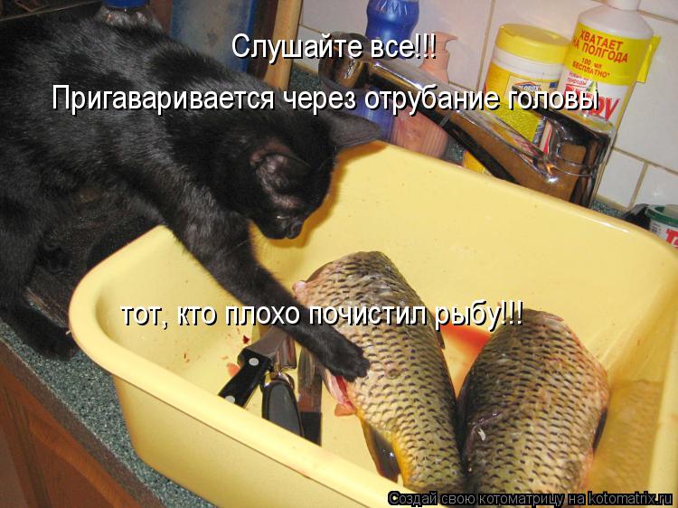 Котоматрица: Слушайте все!!! Пригаваривается через отрубание головы тот, кто плохо почистил рыбу!!!