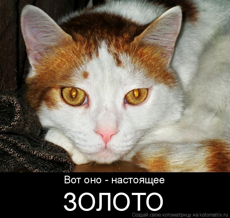 Котоматрица: Вот оно - настоящее ЗОЛОТО