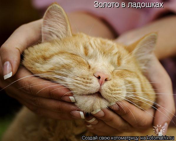 Котоматрица: Золото в ладошках