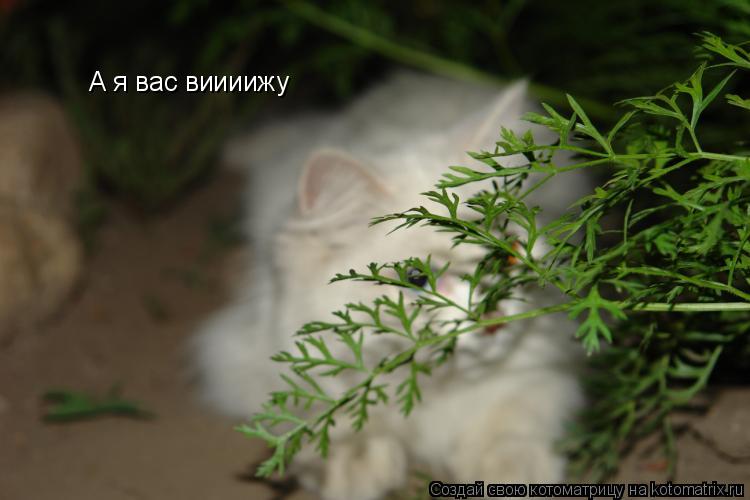 Котоматрица: А я вас виииижу