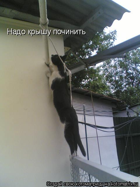 Котоматрица: Надо крышу починить