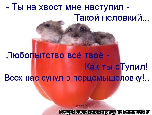 Котоматрица: - Ты на хвост мне наступил -  Такой неловкий... Любопытство всё твоё -  Как ты сТупил! Всех нас сунул в перцемышеловку!..