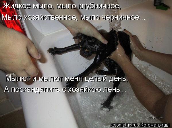 Жидкое мыло, мыло клубничное, Мыло хозяйственное, мыло черничное... Мылют и мылют меня целый день, А ... Котоматрица: Жидкое мыло, мыло клубничное, Мыло хозяйственное, мыло черничное... Мылют и мылют меня целый день, А поскандалить с хозяйкою лень...