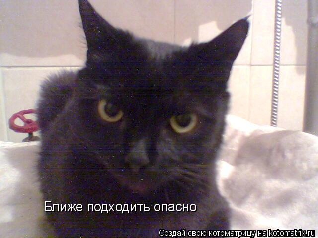 Котоматрица: Ближе подходить опасно