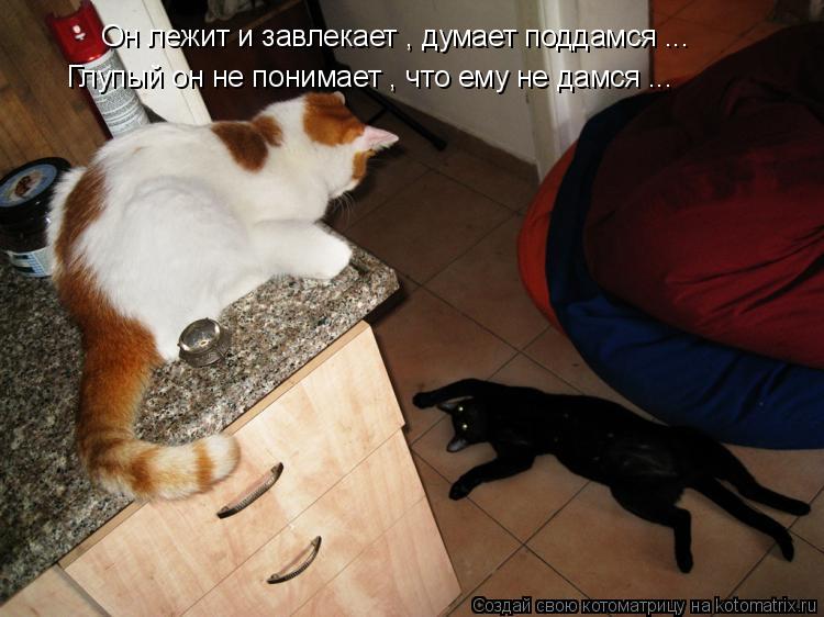 Котоматрица: Он лежит и завлекает , думает поддамся ... Глупый он не понимает , что ему не дамся ...