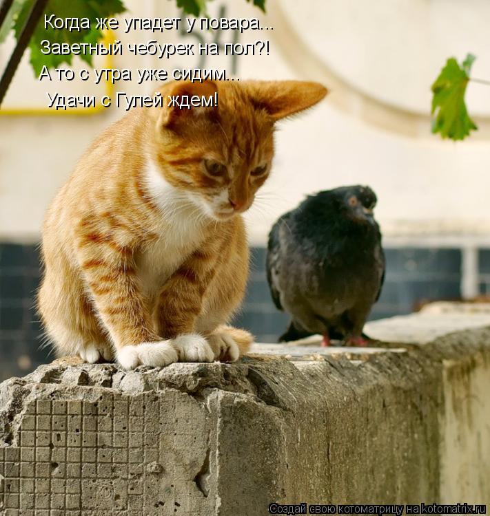 Котоматрица: Когда же упадет у повара... Заветный чебурек на пол?! А то с утра уже сидим... Удачи с Гулей ждем!