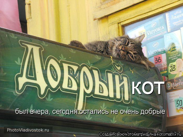 Котоматрица: кот был вчера, сегодня остались не очень добрые