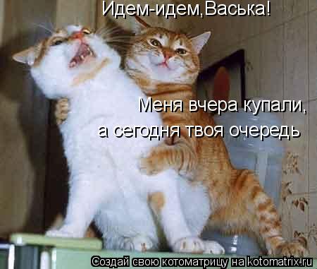Идем-идем,Васька! Меня вчера купали, а сегодня твоя очередь... Котоматрица: Идем-идем,Васька! Меня вчера купали, а сегодня твоя очередь