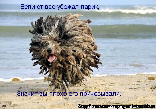 Котоматрица: Если от вас убежал парик, Значит вы плохо его причесывали.