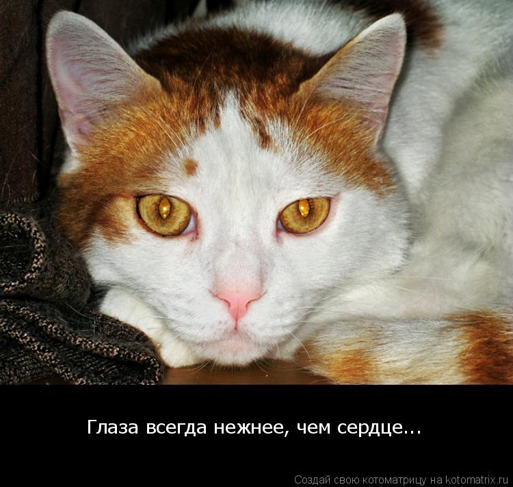 Котоматрица: Глаза всегда нежнее, чем сердце...