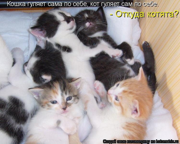 Кошка гуляет сама по себе, кот гуляет сам по себе. - Откуда котята?... Котоматрица: Кошка гуляет сама по себе, кот гуляет сам по себе. - Откуда котята?