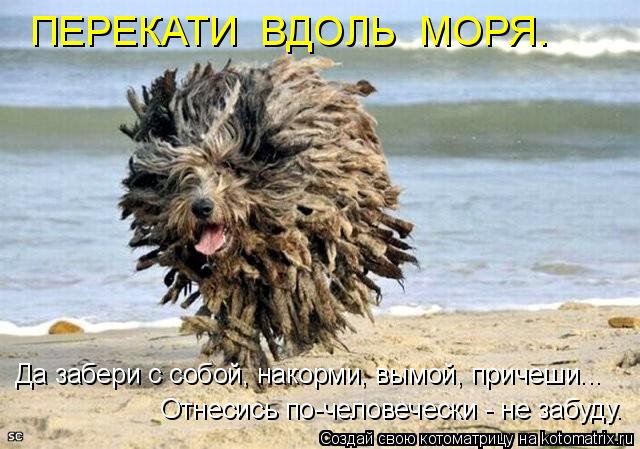 ПЕРЕКАТИ ВДОЛЬ МОРЯ. Отнесись по-человечески - не забуду. Да забери с собой, накорми, вымой, причеш... Котоматрица: ПЕРЕКАТИ ВДОЛЬ МОРЯ. Отнесись по-человечески - не забуду. Да забери с собой, накорми, вымой, причеши...