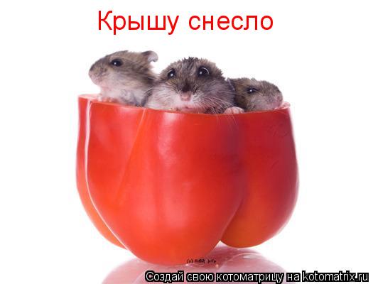 Крышу снесло... Котоматрица: Крышу снесло