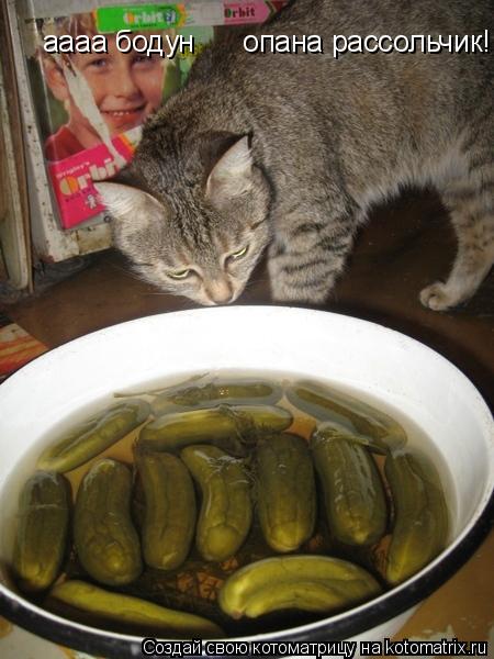 аааа бодун опана рассольчик!!!... Котоматрица: аааа бодун опана рассольчик!!!