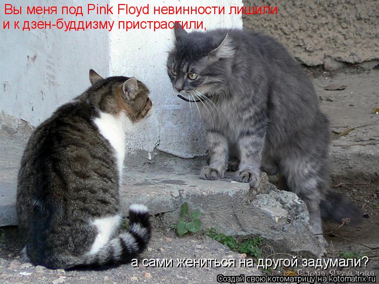 Вы меня под Pink Floyd невинности лишили и к дзен-буддизму пристрастили, а сами жениться на другой за... Котоматрица: Вы меня под Pink Floyd невинности лишили и к дзен-буддизму пристрастили, а сами жениться на другой задумали?