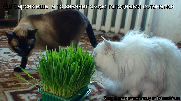 Еш Барсик ешь, а то завянет скоро голодными останемся... Котоматрица: Еш Барсик ешь, а то завянет скоро голодными останемся