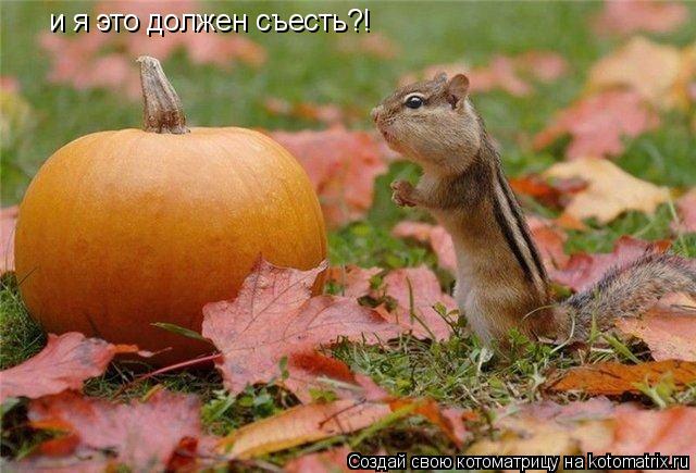 и я это должен съесть?!... Котоматрица: и я это должен съесть?!
