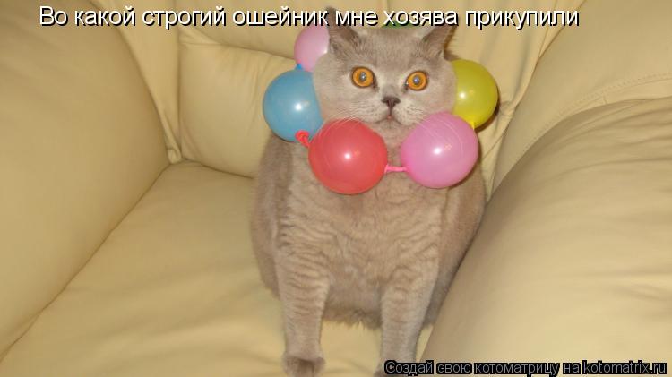 Во какой строгий ошейник мне хозява прикупили... Котоматрица: Во какой строгий ошейник мне хозява прикупили