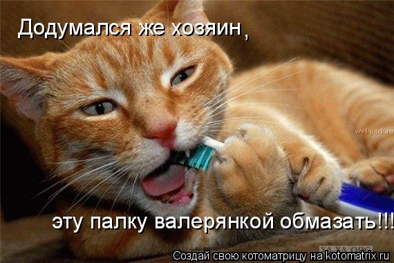Додумался же хозяин эту палку валерянкой обмазать!!! ,... Котоматрица: Додумался же хозяин эту палку валерянкой обмазать!!! ,