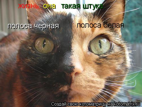 полоса черная полоса белая жизнь, она такая штука:... Котоматрица: полоса черная полоса белая жизнь, она такая штука: