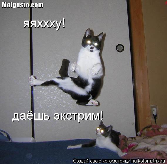 яяххху! даёшь экстрим!... Котоматрица: яяххху! даёшь экстрим!