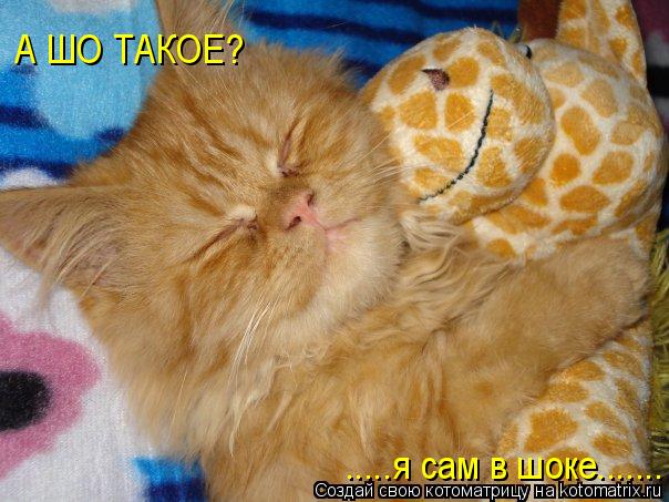 А ШО ТАКОЕ? .....я сам в шоке.......... Котоматрица: А ШО ТАКОЕ? .....я сам в шоке.......