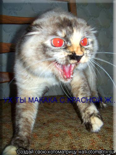 УХ ТЫ МАКАКА С КРАСНОЙ Ж....!... Котоматрица: УХ ТЫ МАКАКА С КРАСНОЙ Ж....!