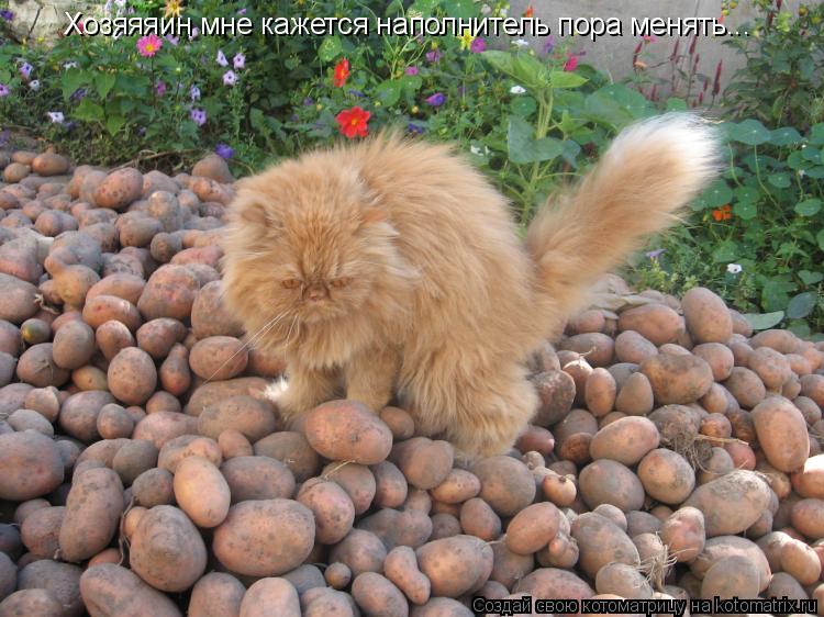 Хозяяяин мне кажется наполнитель пора менять...... Котоматрица: Хозяяяин мне кажется наполнитель пора менять...