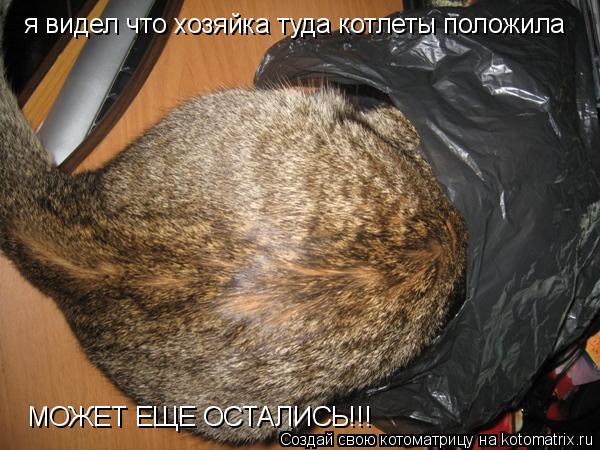 я видел что хозяйка туда котлеты положила МОЖЕТ ЕЩЕ ОСТАЛИСЬ!!!... Котоматрица: я видел что хозяйка туда котлеты положила МОЖЕТ ЕЩЕ ОСТАЛИСЬ!!!