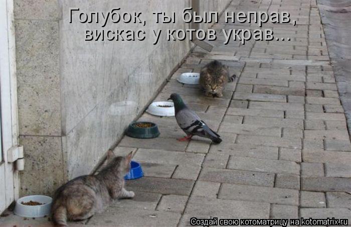 Голубок, ты был неправ, вискас у котов украв...... Котоматрица: Голубок, ты был неправ, вискас у котов украв...